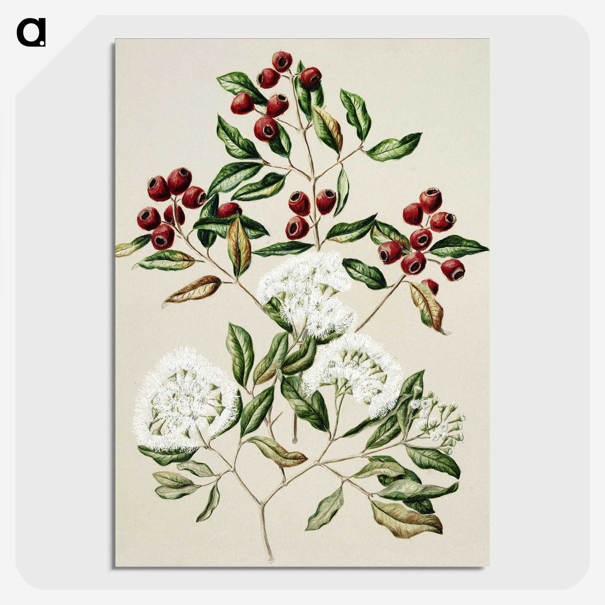 1-19_Native-Flowering-Plants-of-New-Zealand_picture-crop