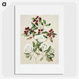 1-19_Native-Flowering-Plants-of-New-Zealand_picture