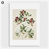 1-19_Native-Flowering-Plants-of-New-Zealand_picture