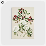 1-19_Native-Flowering-Plants-of-New-Zealand_postcard