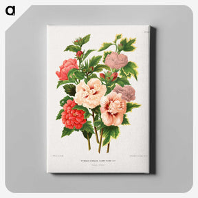 1-19_Nederlandsche-Flora-en-Pomona_canvas