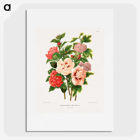 1-19_Nederlandsche-Flora-en-Pomona_picture