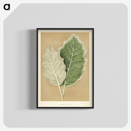 1-19_New-and-Rare-Beautiful-Leaved-Plants_blk-crop