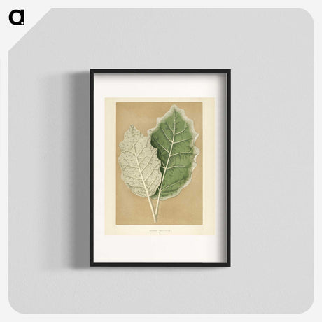 1-19_New-and-Rare-Beautiful-Leaved-Plants_blk