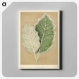 1-19_New-and-Rare-Beautiful-Leaved-Plants_canvas