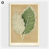 1-19_New-and-Rare-Beautiful-Leaved-Plants_picture-crop
