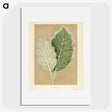 1-19_New-and-Rare-Beautiful-Leaved-Plants_picture