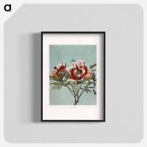 アートポスター-Tree Peony - 小川 一正 Poster.