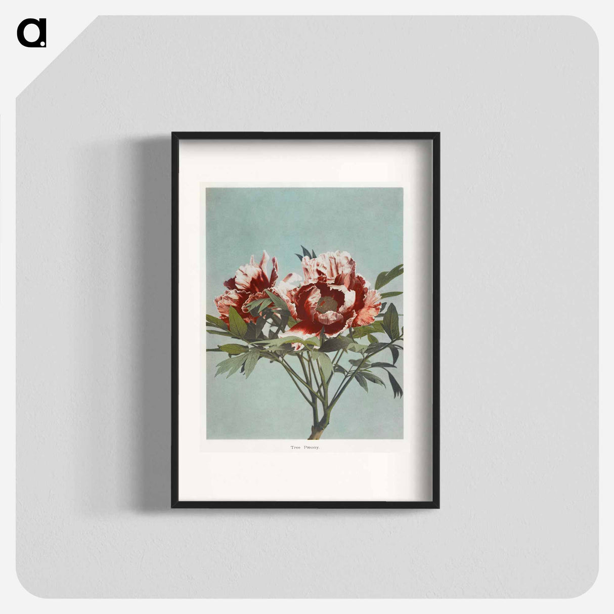 Tree Peony - 小川 一正 Poster.