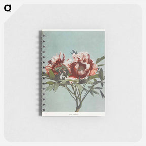 アートメモ帳-Tree Peony - 小川 一正 Memo.