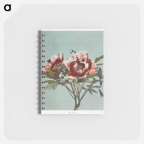 Tree Peony - Kazumasa Ogawa Memo.