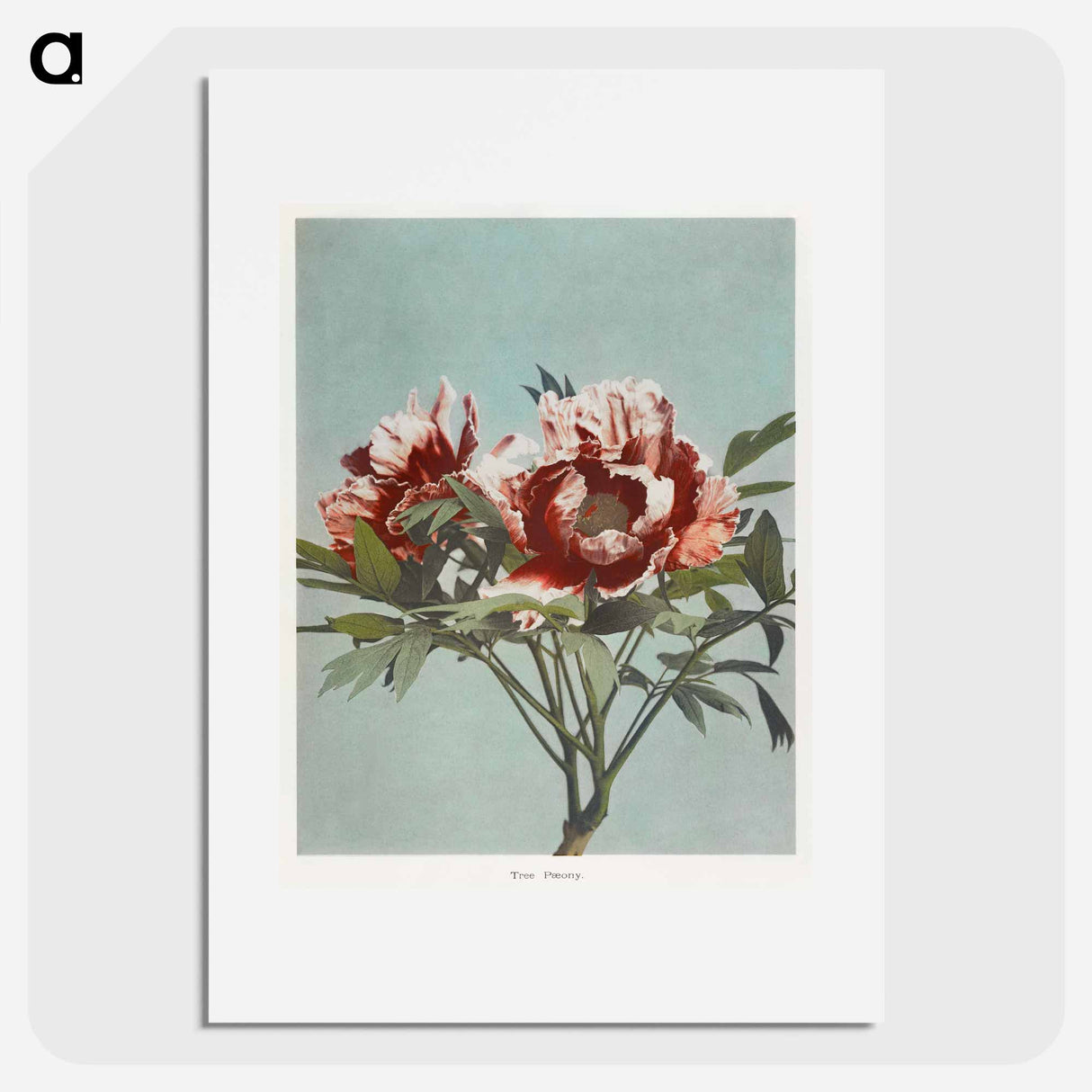 Tree Peony - 小川 一正 Poster.