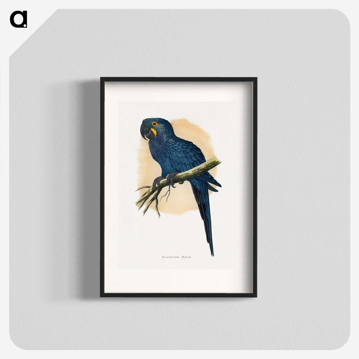 1-19_Parrots-in-Captivity_blk