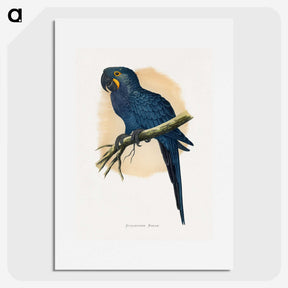 1-19_Parrots-in-Captivity_picture
