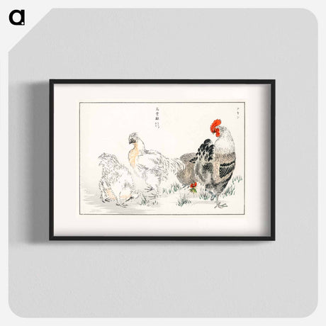 アートポスター-Domestic Fowl Illustration
 - 鳥類図鑑 Poster.