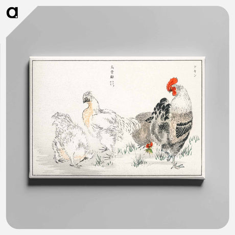 アートパネル-Domestic Fowl Illustration
 - 鳥類図鑑 Canvas.