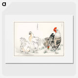 アートポスター-Domestic Fowl Illustration
 - 鳥類図鑑 Poster.