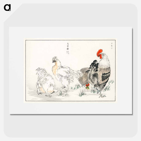 アートポスター-Domestic Fowl Illustration
 - 鳥類図鑑 Poster.