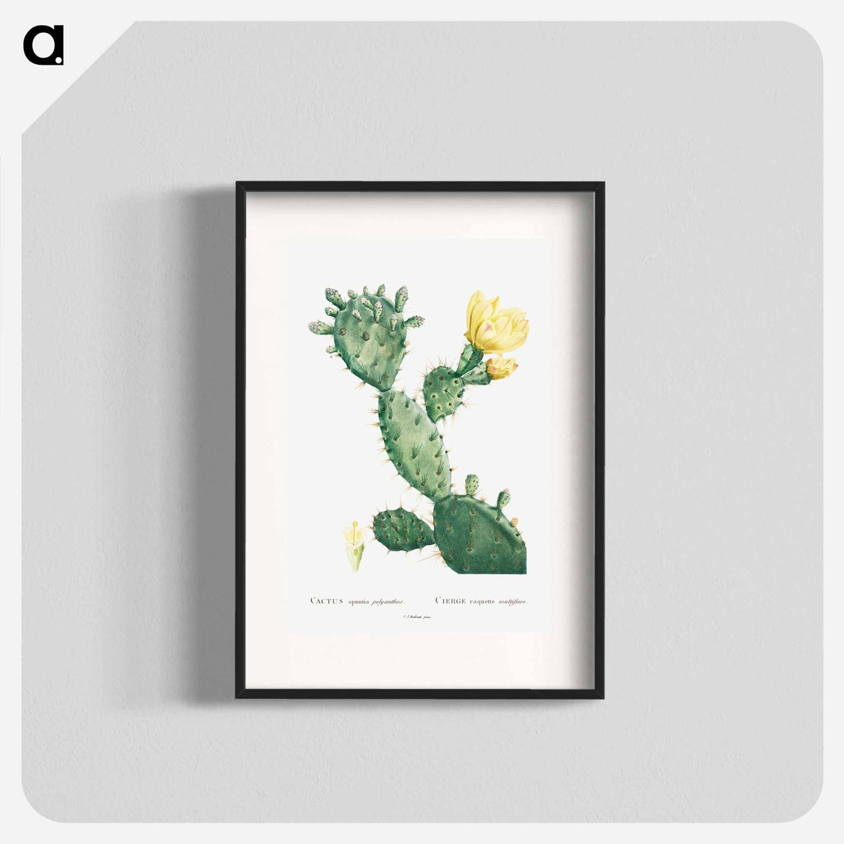 Aloe Opuntia Polyanthos - ピエール ジョゼフ ルドゥーテ Poster.