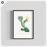 Aloe Opuntia Polyanthos - ピエール ジョゼフ ルドゥーテ Poster.