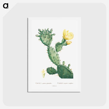 アートポストカード-Aloe Opuntia Polyanthos - ピエール ジョゼフ ルドゥーテ Postcard.
