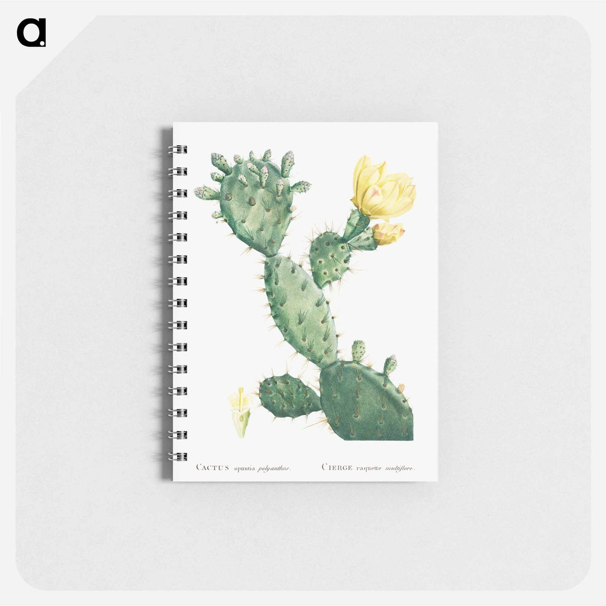 Aloe Opuntia Polyanthos - ピエール ジョゼフ ルドゥーテ Memo.