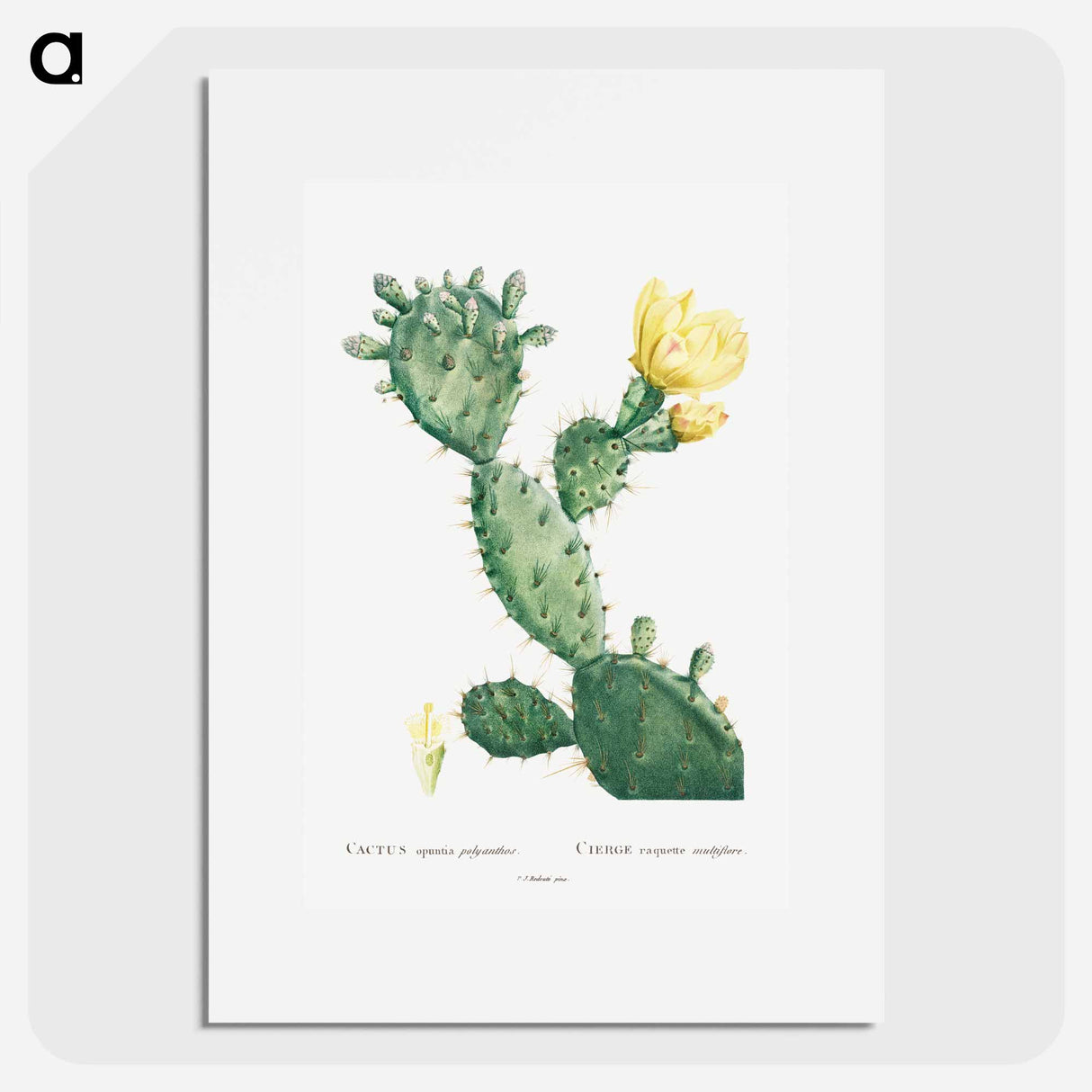 Aloe Opuntia Polyanthos - ピエール ジョゼフ ルドゥーテ Poster.