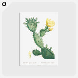 アートポストカード-Aloe Opuntia Polyanthos - ピエール ジョゼフ ルドゥーテ Postcard.