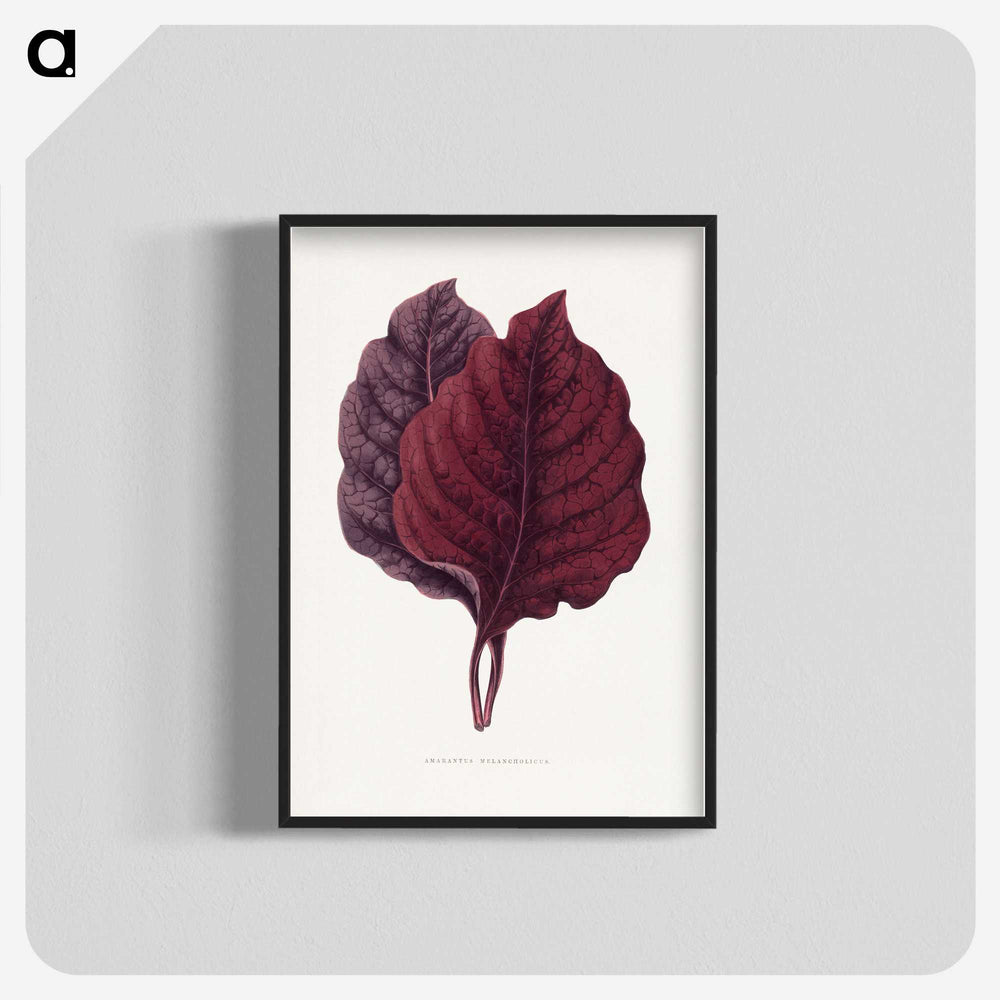 1-19_Plants-with-Colored-Foliage_blk-crop