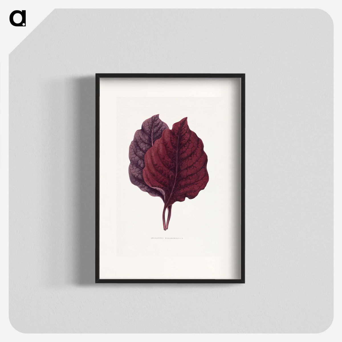 1-19_Plants-with-Colored-Foliage_blk