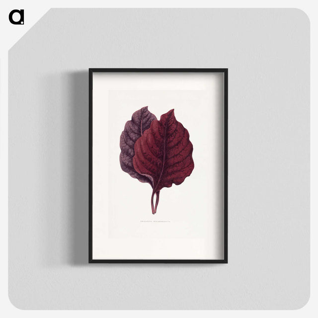 1-19_Plants-with-Colored-Foliage_blk