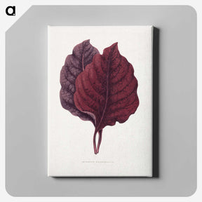 1-19_Plants-with-Colored-Foliage_canvas