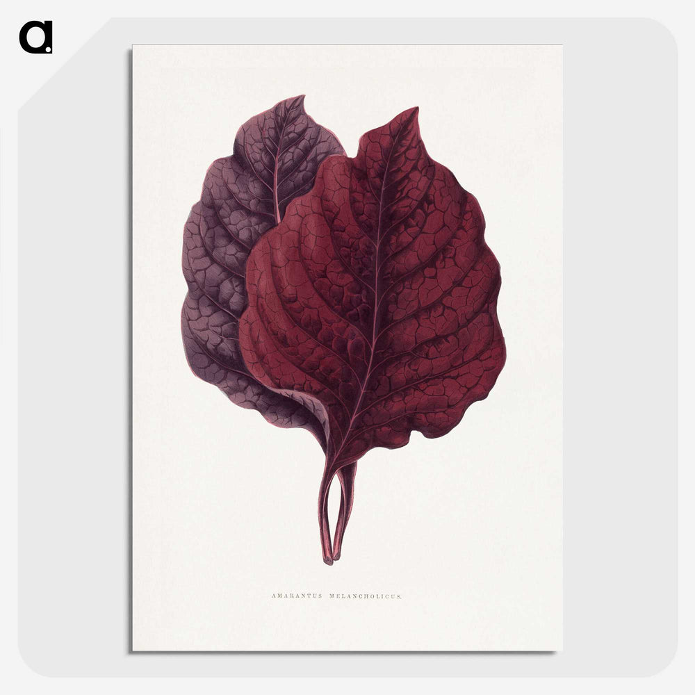 1-19_Plants-with-Colored-Foliage_picture-crop
