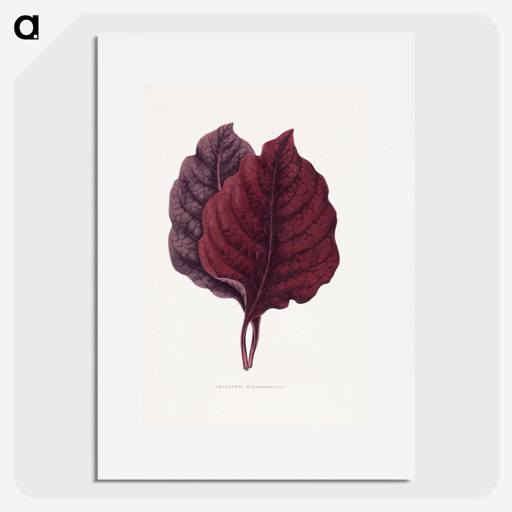 1-19_Plants-with-Colored-Foliage_picture