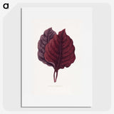 1-19_Plants-with-Colored-Foliage_picture