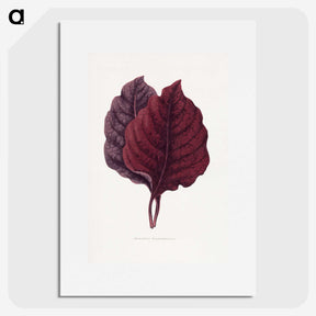 1-19_Plants-with-Colored-Foliage_picture