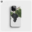1-19_Pomona-Italiana_phone