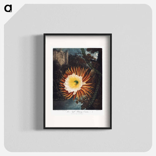 The Night–Blowing Cereus from The Temple of Flora
 - ロバート ジョン ソーントン Poster.