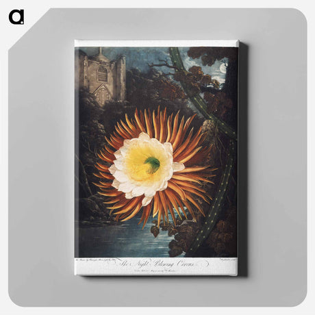 アートパネル-The Night–Blowing Cereus from The Temple of Flora
 - ロバート ジョン ソーントン Canvas.