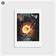 アートポストカード-The Night–Blowing Cereus from The Temple of Flora
 - ロバート ジョン ソーントン Postcard.