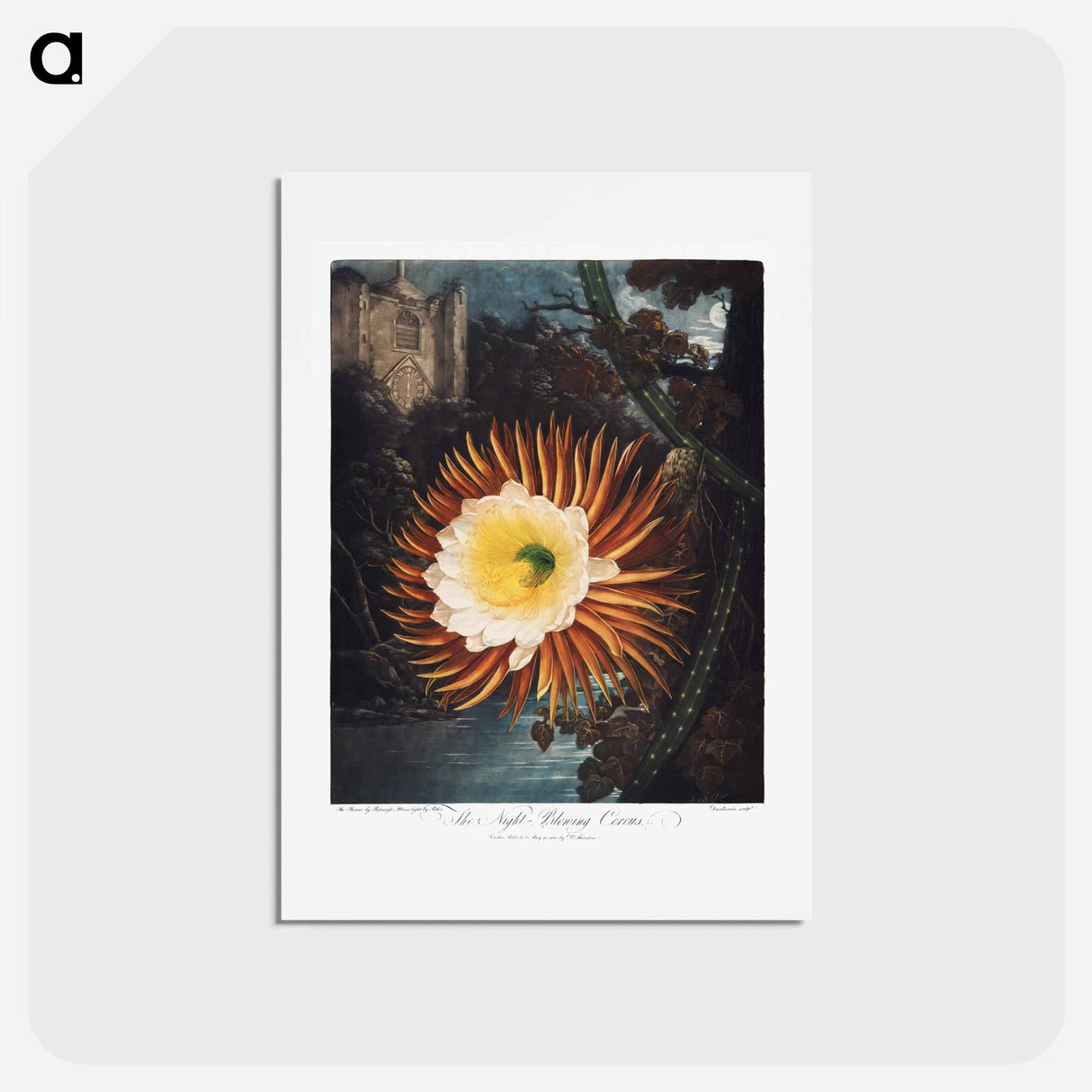 アートポストカード-The Night–Blowing Cereus from The Temple of Flora
 - ロバート ジョン ソーントン Postcard.
