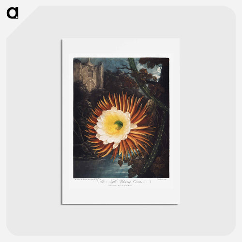 The Night–Blowing Cereus from The Temple of Flora
 - Robert John Thornton Postcard.
