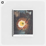 アートメモ帳-The Night–Blowing Cereus from The Temple of Flora
 - ロバート ジョン ソーントン Memo.