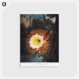 アートポストカード-The Night–Blowing Cereus from The Temple of Flora
 - ロバート ジョン ソーントン Postcard.