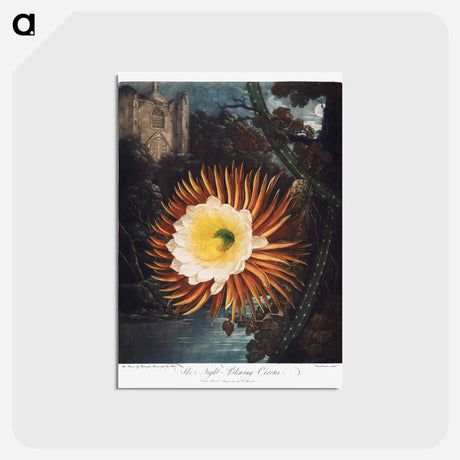 アートポストカード-The Night–Blowing Cereus from The Temple of Flora
 - ロバート ジョン ソーントン Postcard.