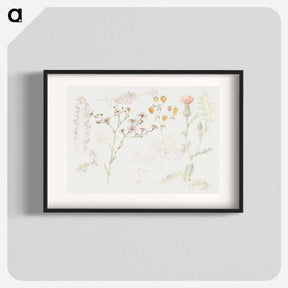 アートポスター-Studies of Meadow Flowers - サミュエル コールマン Poster.
