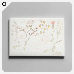 アートパネル-Studies of Meadow Flowers - サミュエル コールマン Canvas.