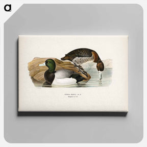 アートパネル-Greater Scaup
 - スヴェンスカ フォグラル Canvas.