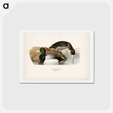 アートポストカード-Greater Scaup
 - スヴェンスカ フォグラル Postcard.