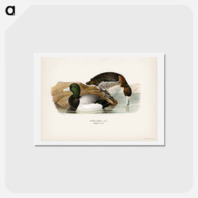 アートポストカード-Greater Scaup
 - スヴェンスカ フォグラル Postcard.